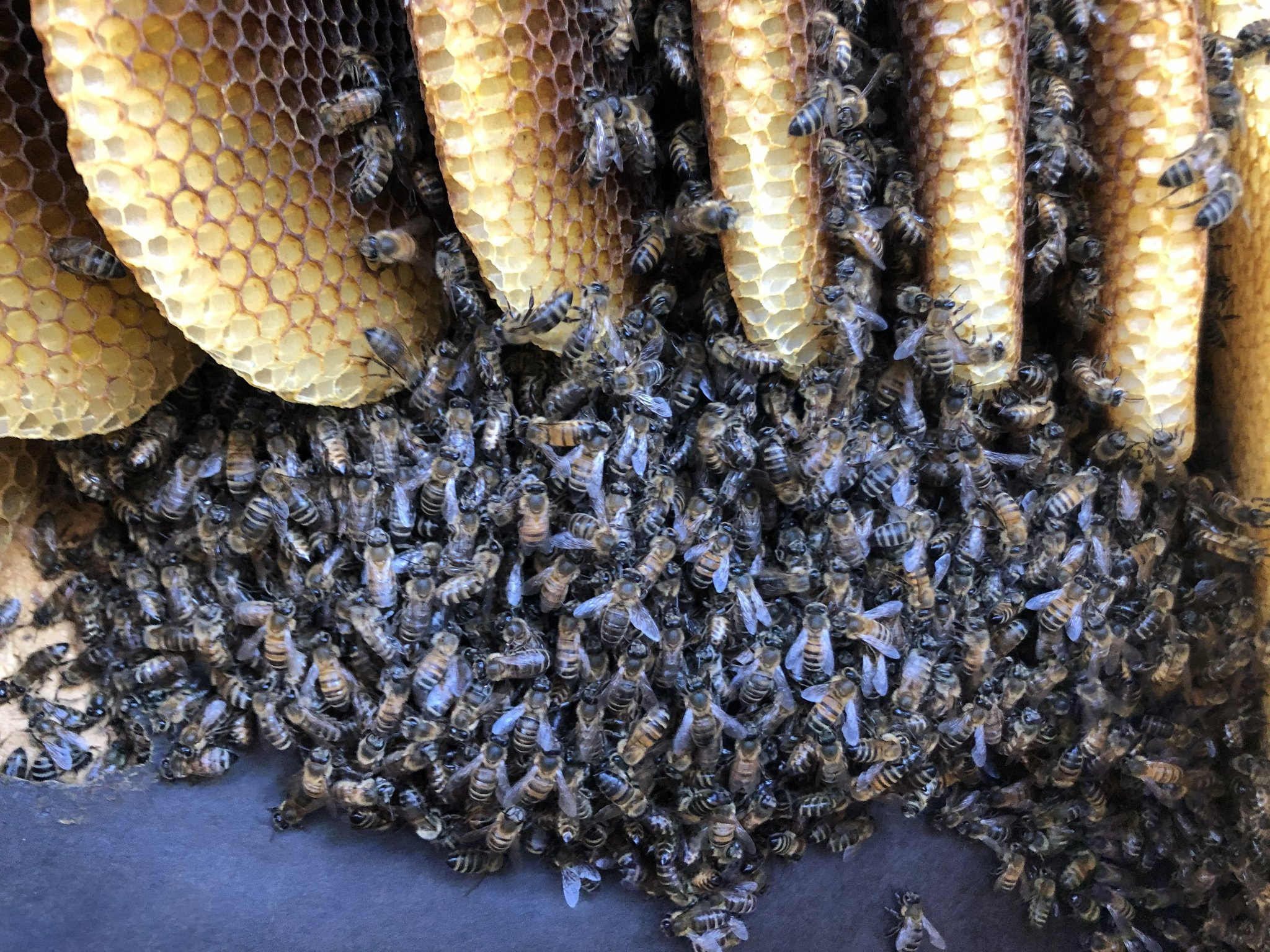Humane bee removal and relocation Riverside County Inland Empire, live honey bee rescue and hive relocation by Affordable Bee Services