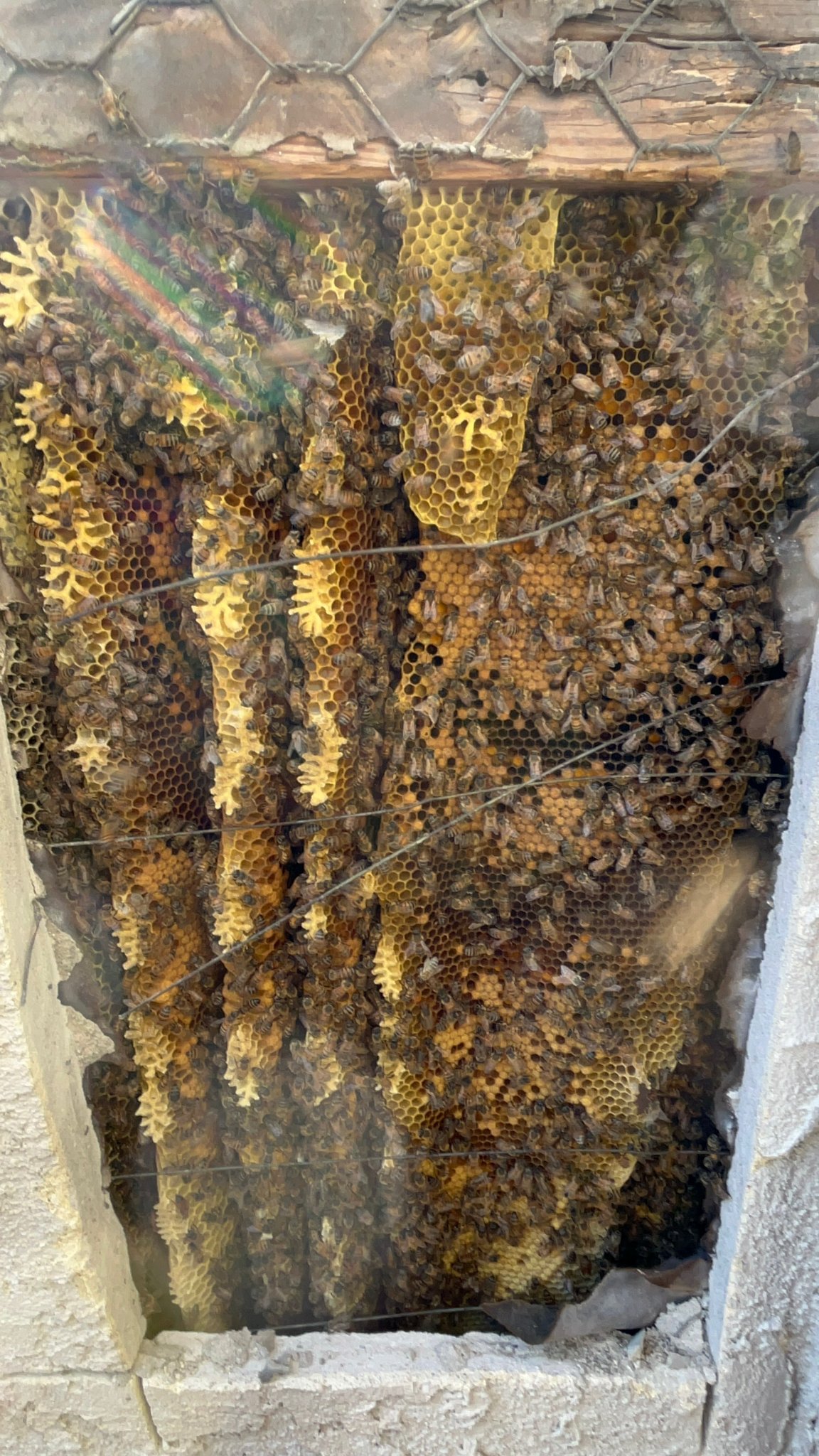 Live bee removal Riverside CA, large active honeycomb colony exposed inside a wall cavity during removal by Affordable Bee Services Inland Empire