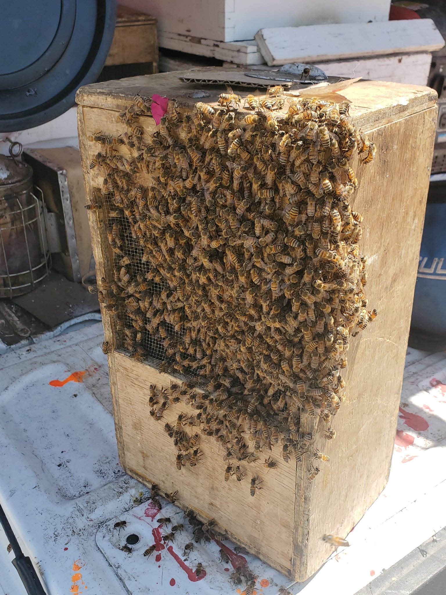 Humane bee rescue Inland Empire CA — large honey bee swarm captured in custom Affordable Bee Services capture box ready for transport to Banning apiary