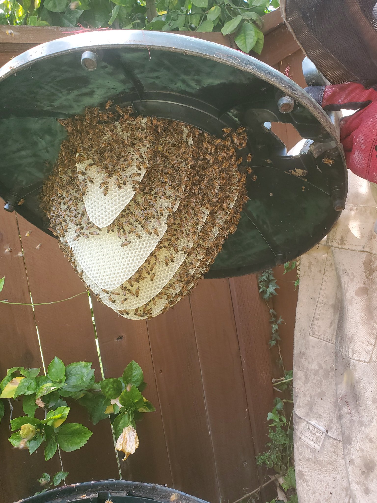 Bee removal Los Angeles County CA — honey bee colony with fresh honeycomb built under a BBQ lid discovered during backyard removal job in Southern California