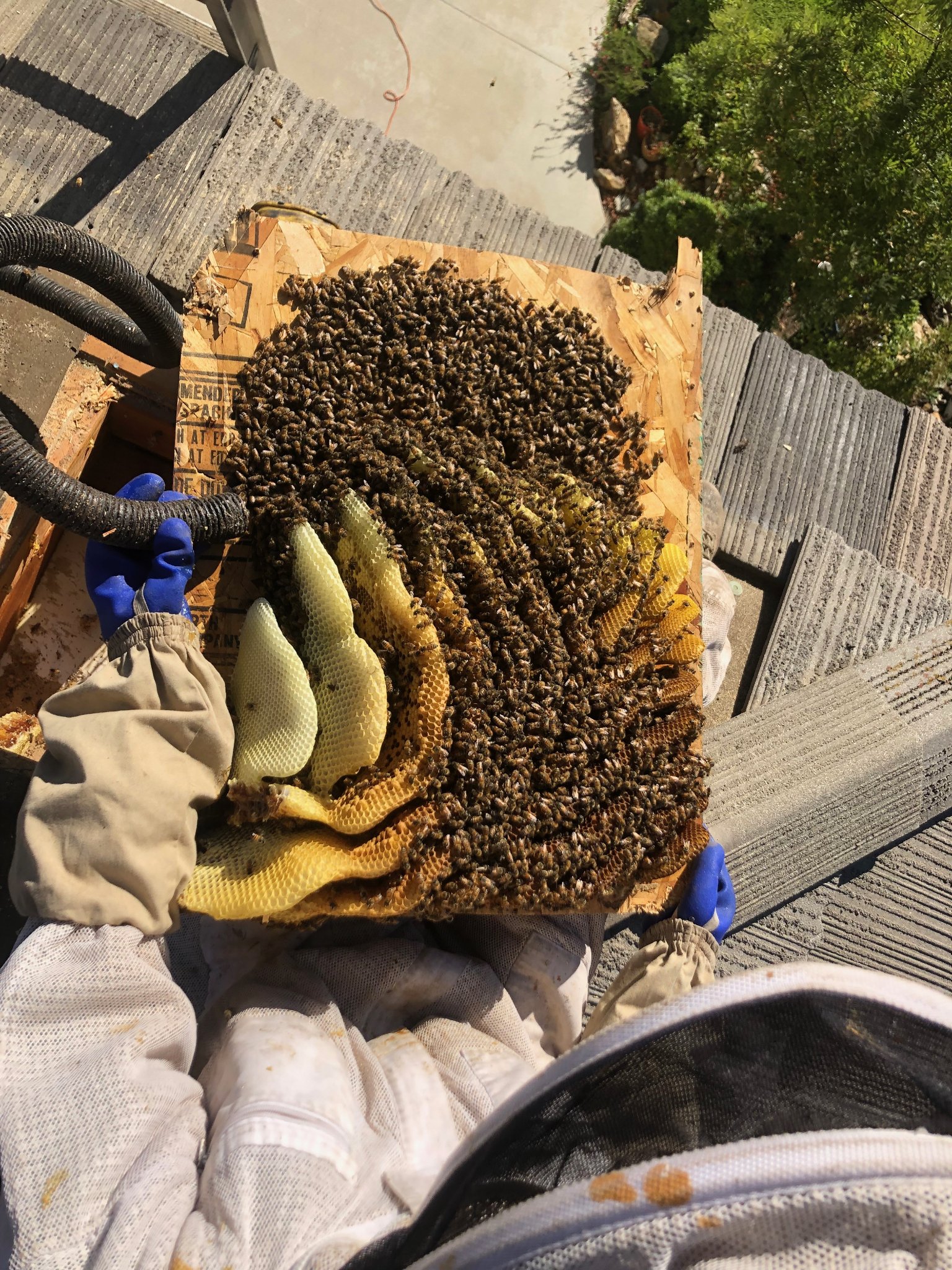 Live bee removal Riverside County CA — beekeeper holding fresh honeycomb with queen cells removed from a roof during job in the Inland Empire
