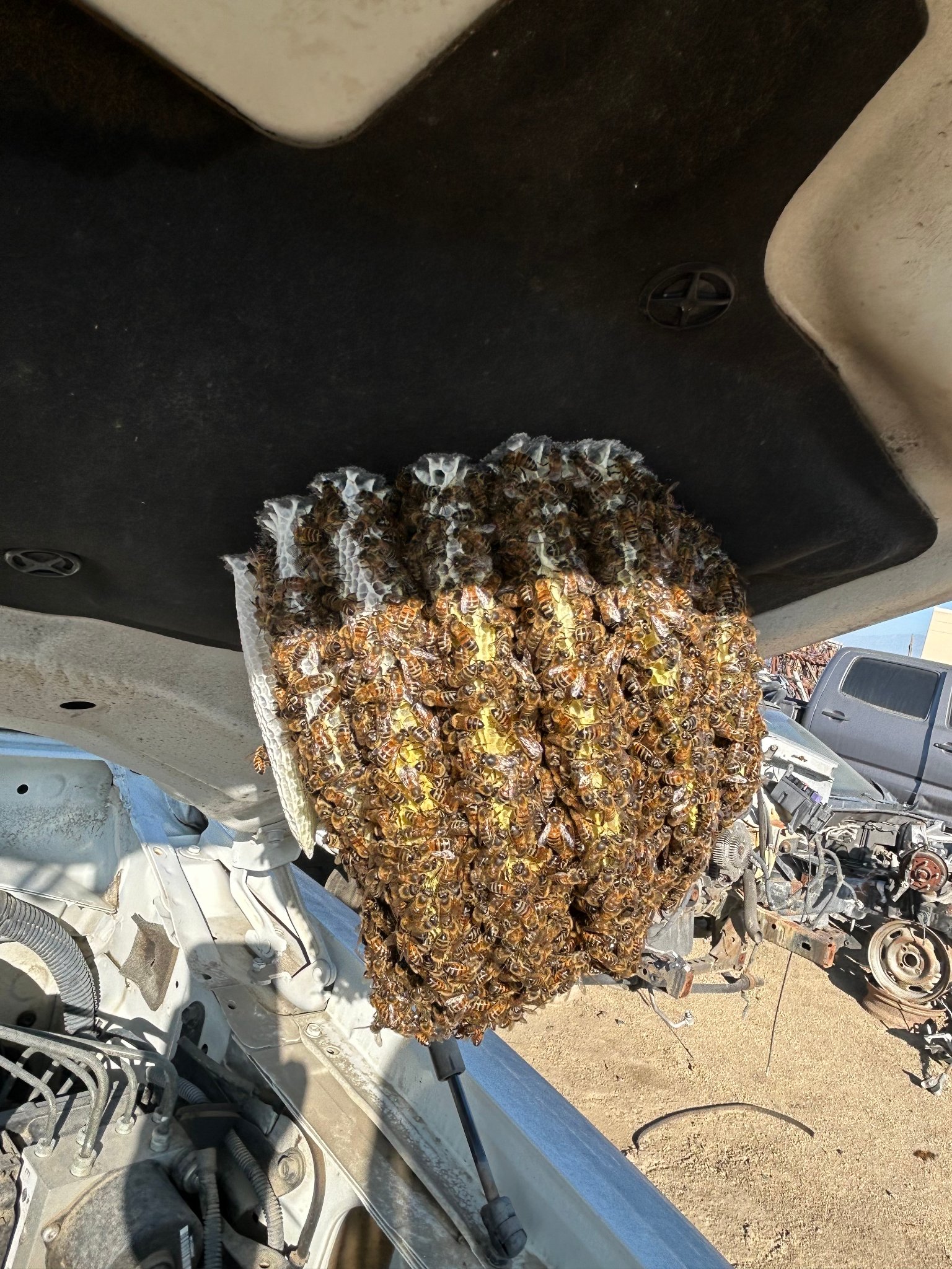 Bee removal San Bernardino County CA — large honey bee colony and honeycomb built inside a car hood removed by Affordable Bee Services Inland Empire