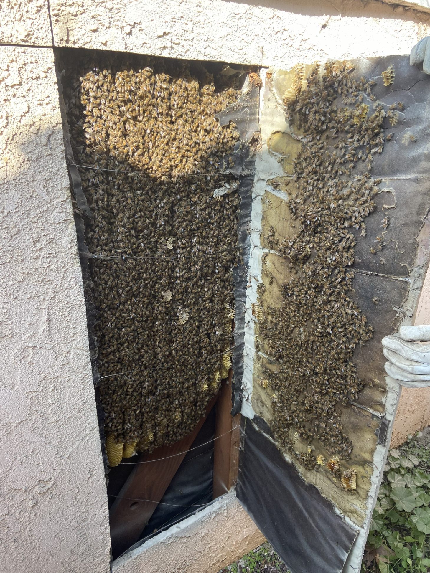 Live bee removal Riverside County CA — massive honey bee colony covering entire wall cavity with fresh honeycomb exposed during removal by Affordable Bee Services Inland Empire