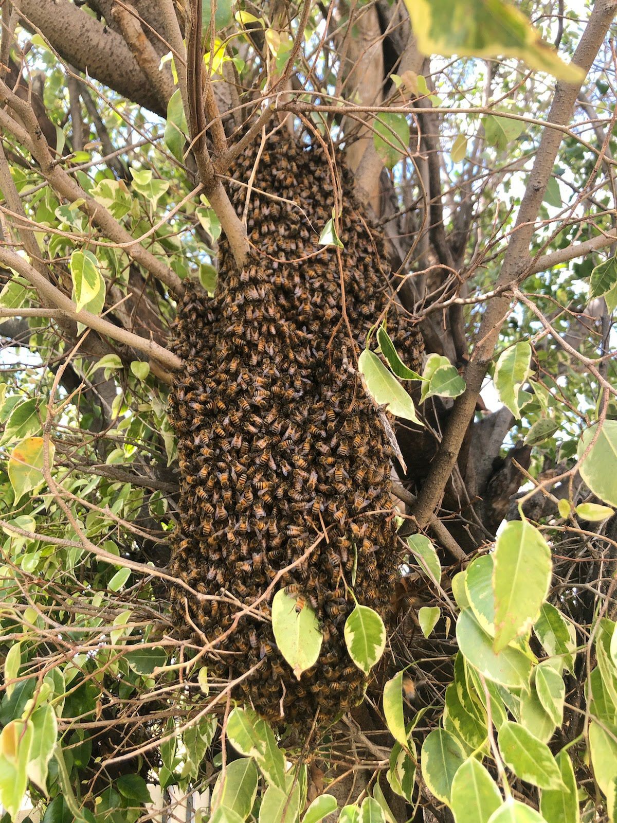 Swarm removal Riverside County CA — large honey bee swarm cluster hanging from a tree in a residential yard removed by Affordable Bee Services Inland Empire