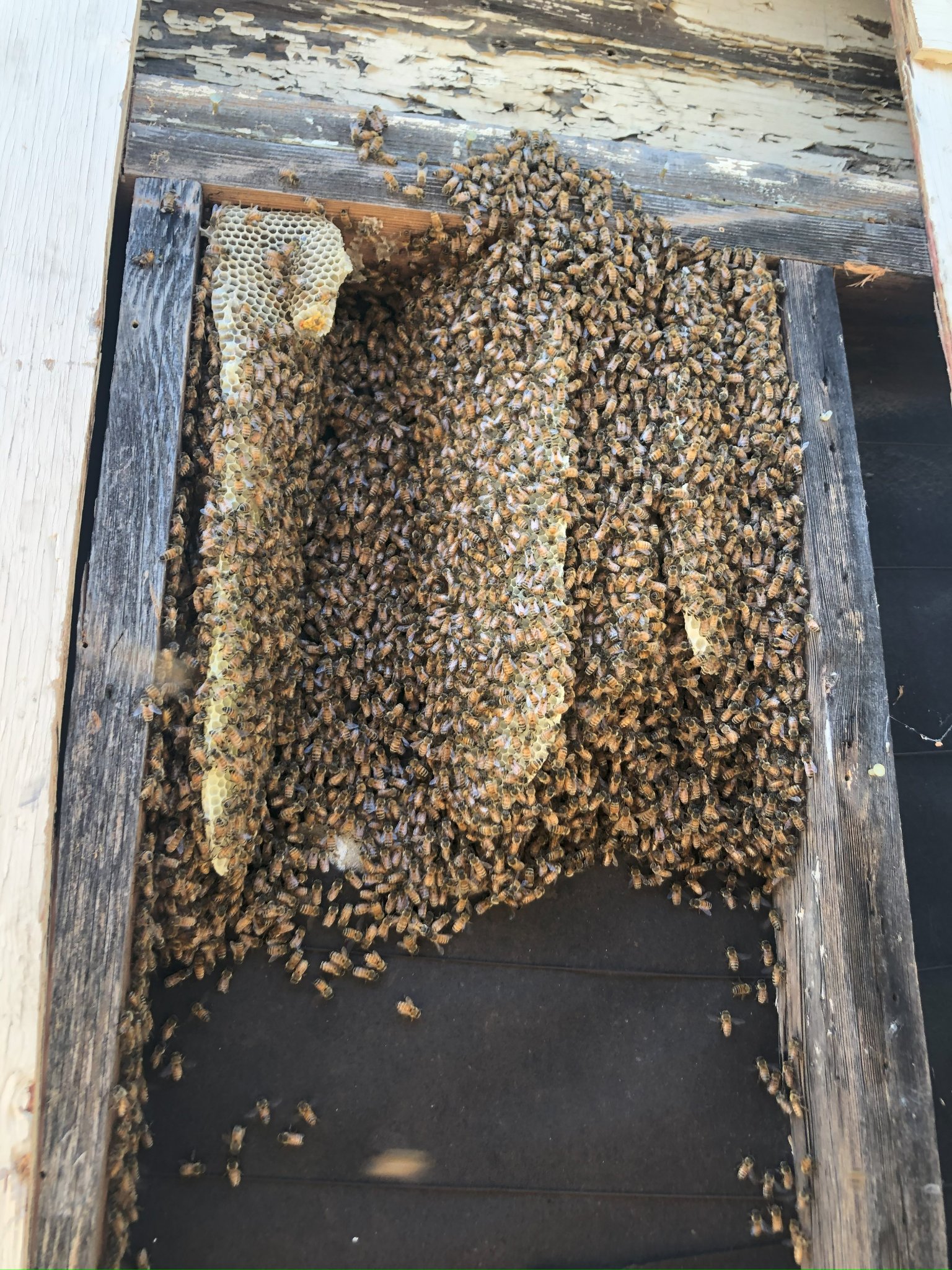 Live bee removal San Bernardino County CA — large active honey bee colony with honeycomb inside a wall cavity exposed during removal by Affordable Bee Services